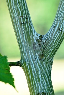 Acer pensylvanicum - javor pensylvánský - borka - větvení koruny 